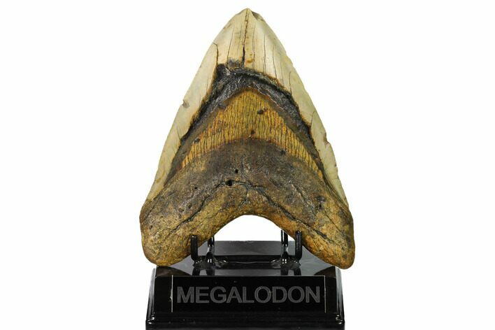 Huge, Fossil Megalodon Tooth - North Carolina #146778